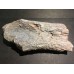 Kost dinosaura